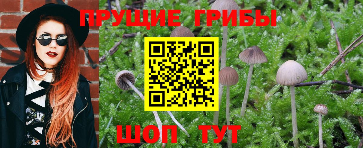 Псилоцибиновые грибы Cubensis Краснознаменск